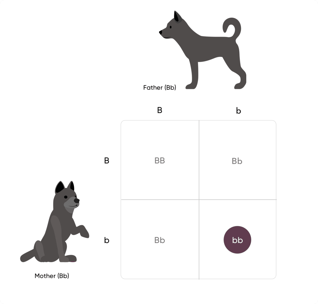 Punnett square with two black dogs uppercase B lowercase b on top and uppercase B lowercase b to the left. From top left to bottom right: uppercase B uppercase B, uppercase B lowercase b, uppercase B lowercase b, lowercase b lowercase b